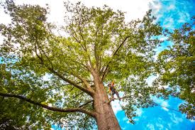 Best Emergency Tree Removal  in Sidney, MT