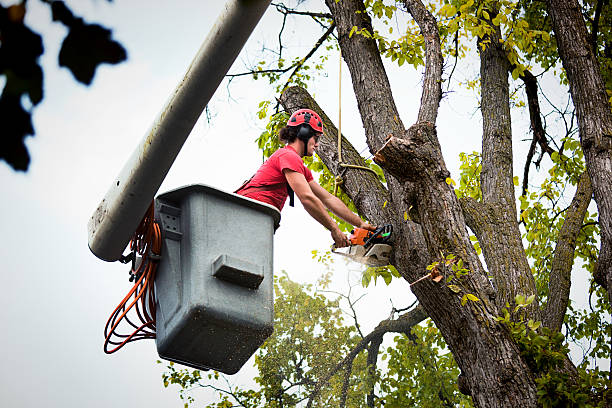 Why Choose Our Tree Removal Services in Sidney, MT?