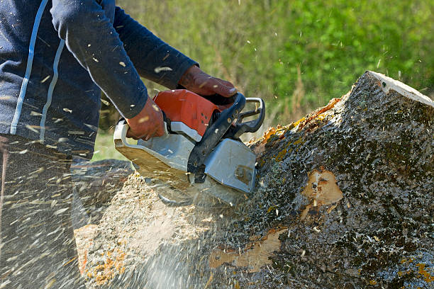 Best Tree Maintenance Programs  in Sidney, MT